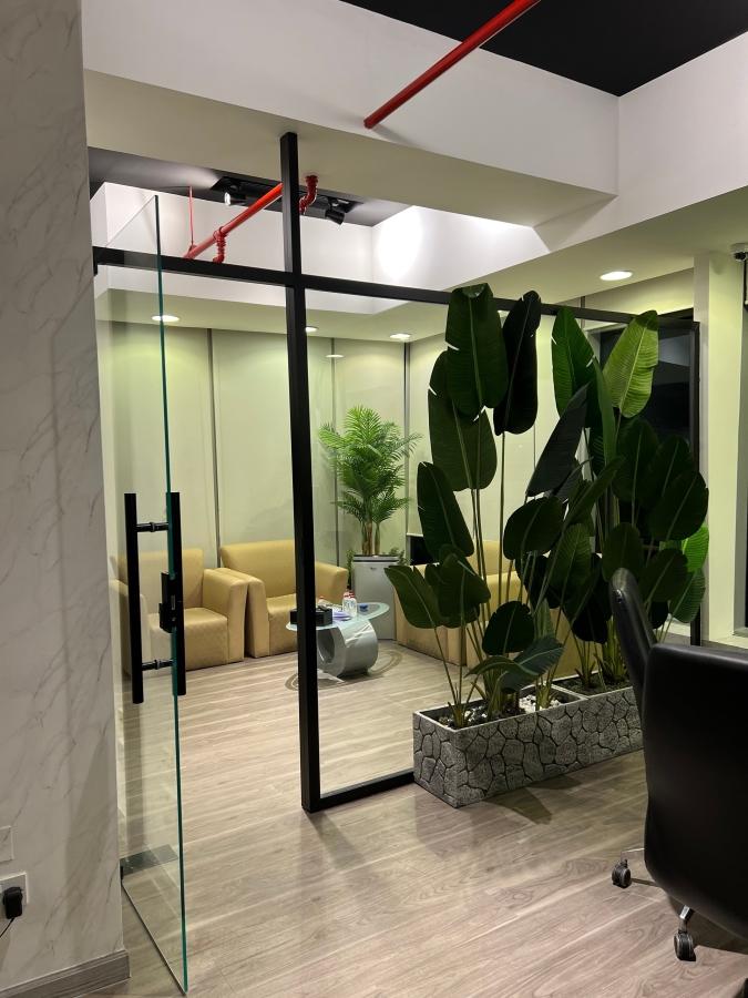Green plants placed outside the office partition made of glass
